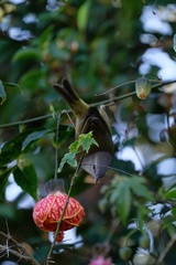 Leiothlypis celata orestera