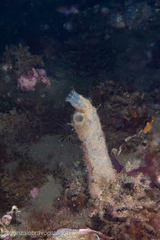 Ciona robusta