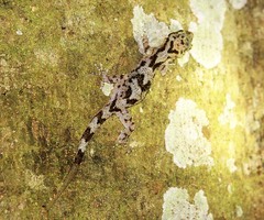 Cyrtodactylus jellesmae