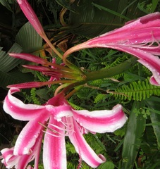 Crinum stuhlmannii delagoense