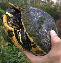 Trachemys venusta cataspila