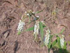 Buddlejeae