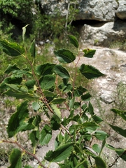 Celtis planchoniana
