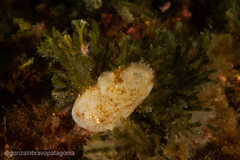 Ascidiella aspersa