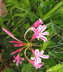 Crinum stuhlmannii delagoense