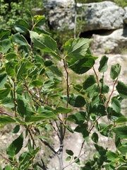 Celtis planchoniana