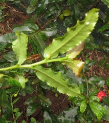Ochna serrulata