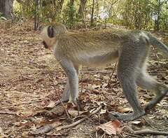 Chlorocebus tantalus