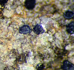 Amandinea delangei