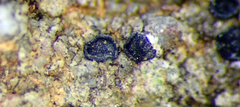 Amandinea delangei