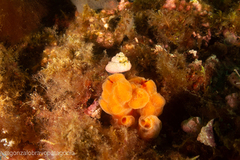 Clathria
