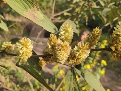 Flemingia macrophylla