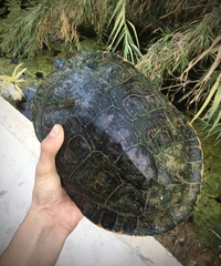 Trachemys venusta cataspila