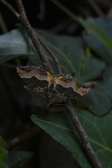 Chrysolarentia lucidulata