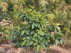 Baccaurea ramiflora
