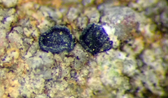 Amandinea delangei