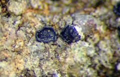 Amandinea delangei