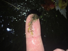 Fissidens fontanus
