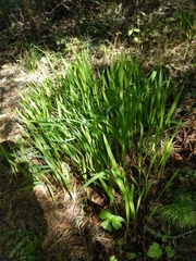 Chasmanthe floribunda