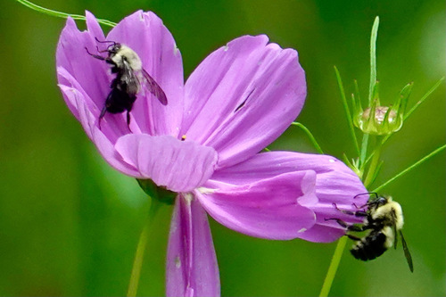 Two-spotted Bumble Bee