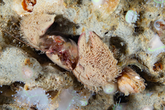 Pachycheles chubutensis