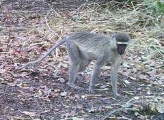 Chlorocebus tantalus
