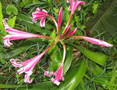 Crinum stuhlmannii delagoense