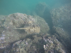 Urobatis concentricus