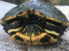 Trachemys venusta cataspila
