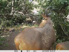 Alcelaphus buselaphus major