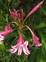 Crinum stuhlmannii delagoense