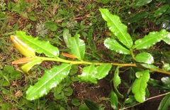 Ochna serrulata