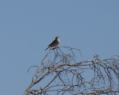 Anthus australis
