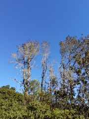 Chrysolepis chrysophylla