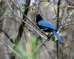 Cyanocorax melanocyaneus