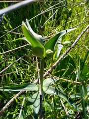 Lilieae