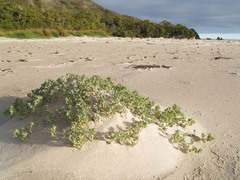 Atriplex billardierei