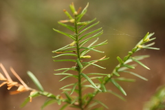 Taxus canadensis