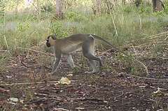 Chlorocebus tantalus