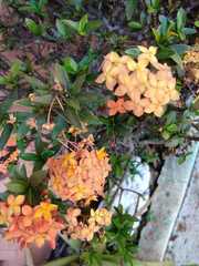 Ixora coccinea