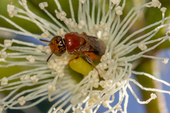 Pachyprosopis kellyi