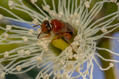 Pachyprosopis kellyi