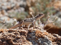 Barrier Range Dragon photo 2