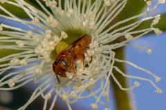 Pachyprosopis kellyi