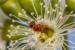 Pachyprosopis kellyi
