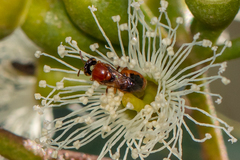 Pachyprosopis kellyi