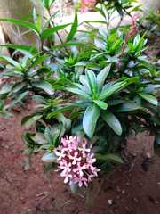 Ixora coccinea
