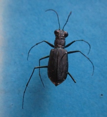 Cicindela punctulata punctulata