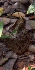 Angiopolybia