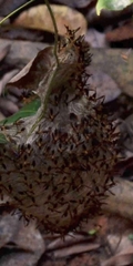 Angiopolybia